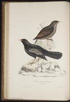 Turdus boulboul plate 20