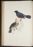 Monticola rufiventris plate 18