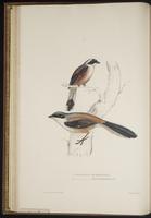 Lanius vittatus plate 16