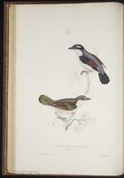 Tchagra senegala plate 14