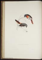 Pericrocotus cinnamomeus plate 11