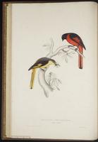 Pericrocotus brevirostris plate 9