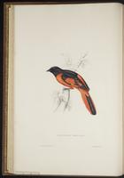 Accipiter princeps plate 8