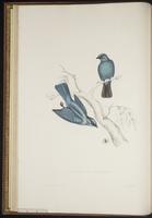 Eumyias thalassina plate 7