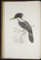 Megaceryle lugubris plate 5