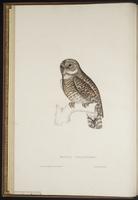 Glaucidium cuculoides guttulata plate 4