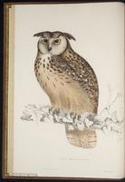 Bubo bubo bengalensis plate 3