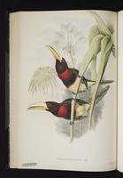 Pteroglossus mariae plate 31