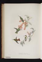 Narrow-tailed Emerald plate 58