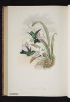 Chrysuronia oenone x Thalurania furcata plate 57