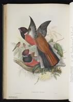 Black-headed trogon; Trogón cabeza negra plate 37
