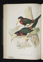 Pteroglossus flavirostris plate 30