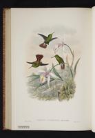 Tepui Hummingbird plate 56