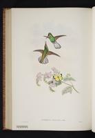 White-tailed Hummingbird, Colibrí cola blanca plate 55
