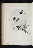 Black-bellied Hummingbird plate 54