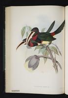 Pteroglossus azarae plate 29