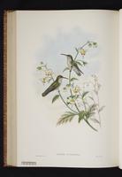 Spot-throated Hummingbird plate 52