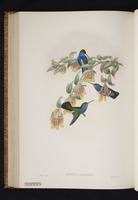 Monograph of the Trochilidae, 1s:357