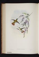 Violet-crowned Hummingbird, Colibrí corona violeta plate 49