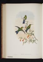 Sapphire-vented Puffleg plate 48