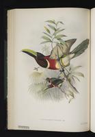 Pteroglossus sturmi plate 28