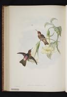 Shining Sunbeam plate 47