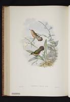 Speckled Hummingbird plate 46