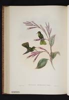 Monograph of the Trochilidae, 1s:315