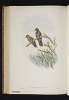 Olivaceous Thornbill plate 44