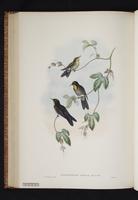 Black-backed Thornbill plate 43