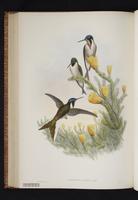 Bearded Mountaineer plate 42