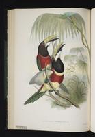 Pteroglossus bitorquatus plate 27