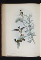 Bearded Helmetcrest plate 41