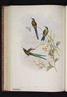 Aglaiocercus kingii plate 40