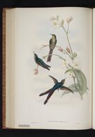 Chalcostigma herrani x Lesbia victoriae plate 39