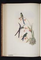 Lesbia victoriae x Ramphomicron microrhynchum plate 38