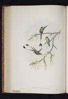 Booted Racket-tail plate 37