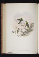 Peacock Coquette plate 36