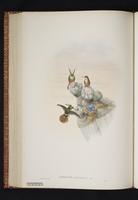 White-crested Coquette plate 35