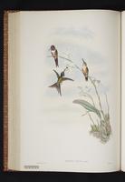 Bahama Woodstar, Bahaman Woodstar plate 34