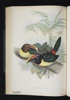 Pteroglossus viridis plate 24