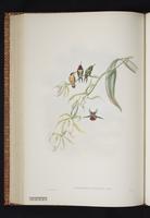 Little Woodstar plate 32