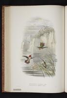 Glow-throated Hummingbird plate 31