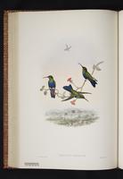 Monograph of the Trochilidae, 1s:203