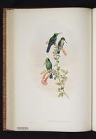 Green-crowned Woodnymph plate 28