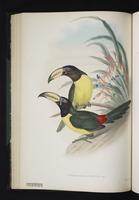 Pteroglossus inscriptus plate 23