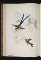 Scissor-tailed Hummingbird plate 27