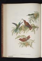 Juan Fernandez Firecrown plate 26