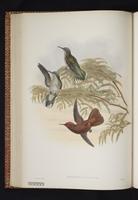 Juan Fernandez Firecrown plate 25