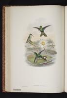 Urosticte benjamini ruficrissa plate 24